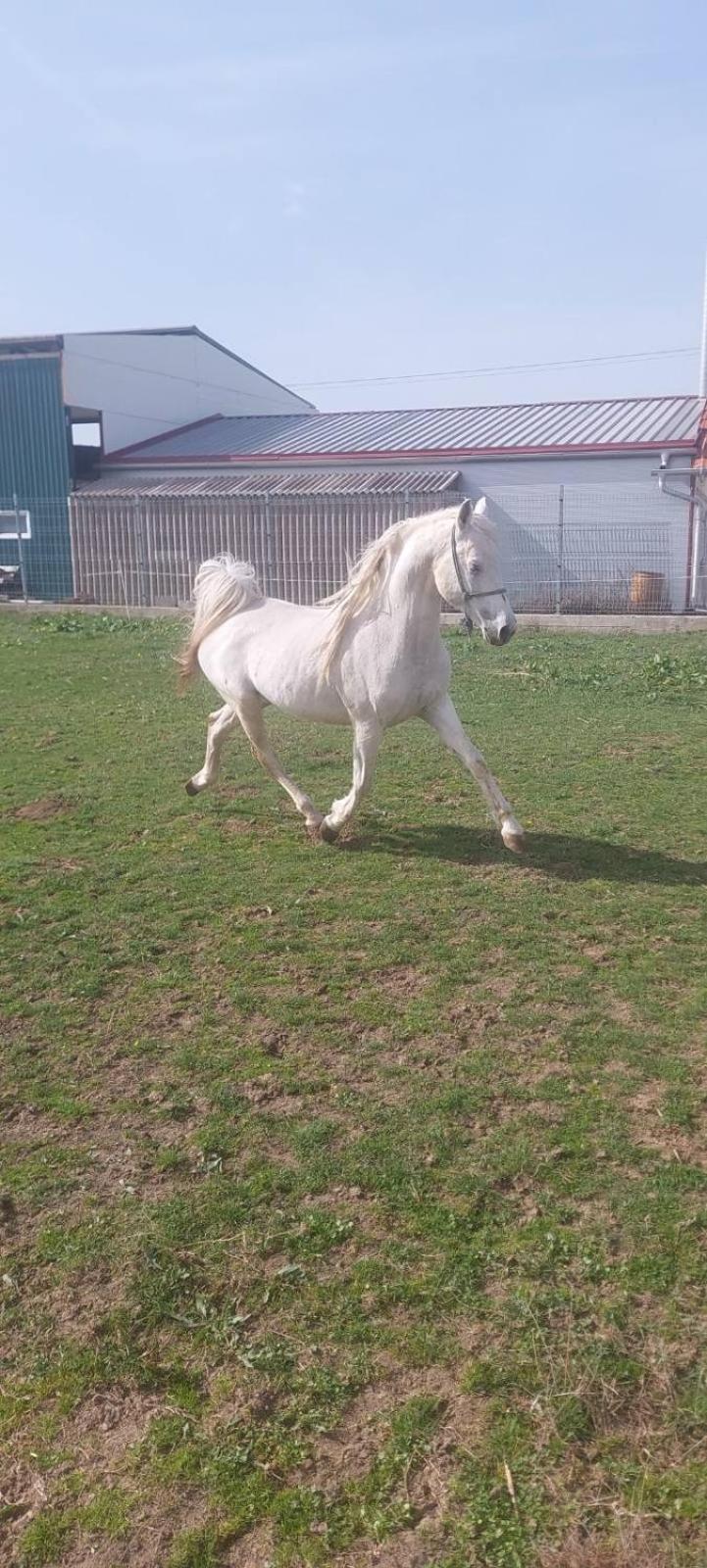 Durmitorska Koliba Sa Kupatilom Žabljak Exterior foto